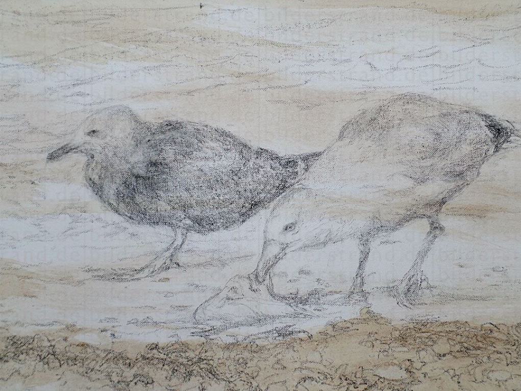 Möwen (5), Lithokreide auf Karton, 40 x 60 cm, 2017